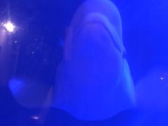 -大连圣亚海洋世界
