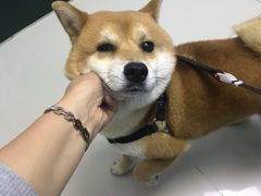 -立德动物医院·异宠·CT·鹦鹉(天河店)