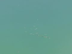 -广州市流溪河国家森林公园