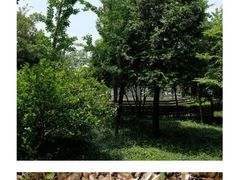 -上海佘山国家森林公园天马山园