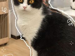 -有喵·猫咖·狗咖·30几只猫10只小狗(岗厦店)