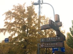 -三里屯东五街银杏大道