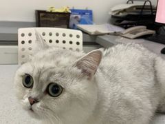 -达爱动物医院·犬猫分区·CT·复杂眼科(远洋山水分院)