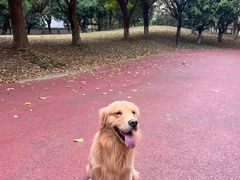 -两河城市森林公园