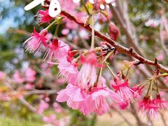 -天适樱花悠乐园