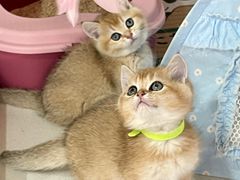 -糯米喵星人总部直营旗舰店·猫舍·幼猫出售