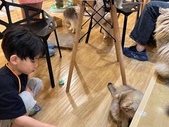 -滚猫咖啡·猫咖·猫友好撸猫(未来城店)