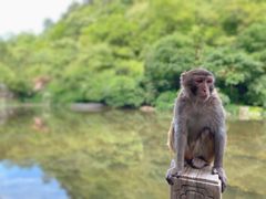 -黔灵山公园