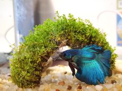 -花鸟鱼虫鲜花绿植市场(玉泉路店)