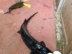 -双新垂钓园
