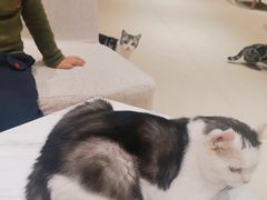 -藏猫猫咖啡主题馆(中央大道店)