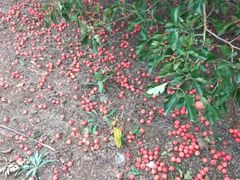 -万源龙顺度假庄园生态观光园