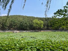 -泰山风景名胜区-普照寺