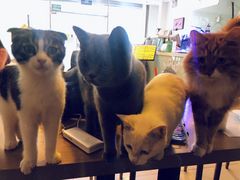 -平行世界·猫咖(首经贸店)