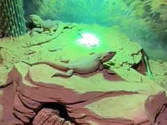 -正佳雨林生态植物园