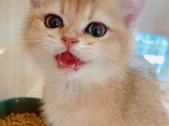 -飞行喵MR PILOT|猫舍·猫咖(静安大融城店)