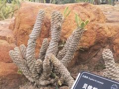 -东莞植物园