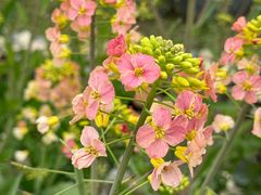 -中国天府农业博览园