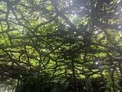 -广西壮族自治区药用植物园