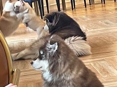 -遇见羊驼·奶狗咖·布偶猫咖·法斗柯基柴犬阿拉斯加(春熙路太古里IFS店)