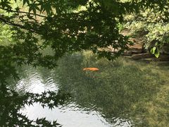 -西湖外事游船(花港观鱼码头)