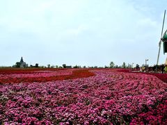 -荷兰花海