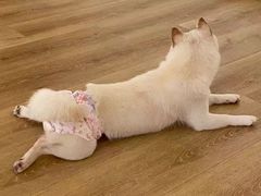 -柴犬小屋·柴餐厅·狗咖食堂(金鼎广场店)