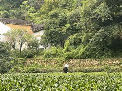 -杨家堂村