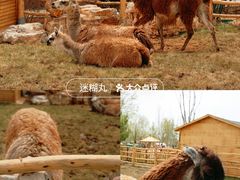 -大青山野生动物园