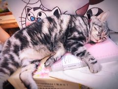 -李小姐の猫咖啡馆(五角场店)