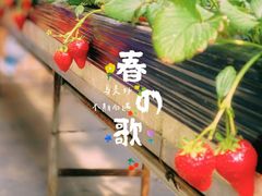 -甜心庄园·甜心草莓采摘园(西青中北店)