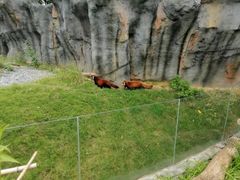 -武汉动物园