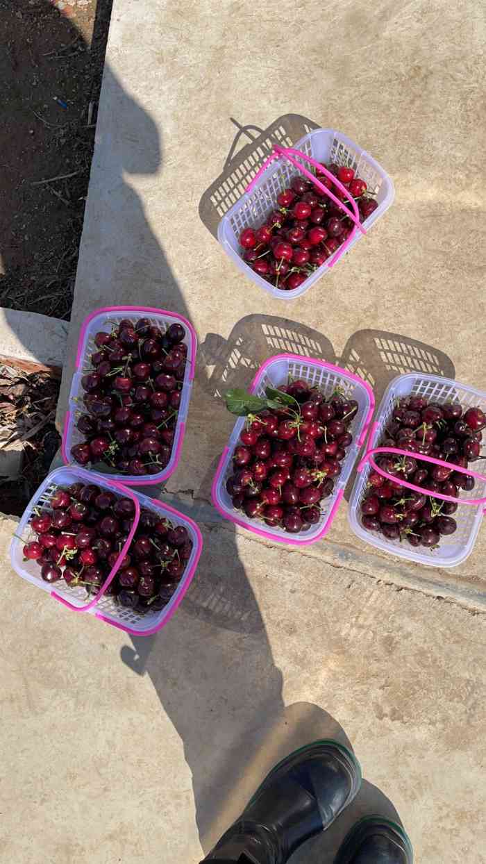 沈阳嘉丰樱桃采摘园