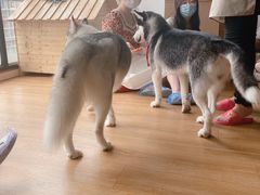 -Husky Go! 哈士奇体验馆·宠物咖啡厅狗咖
