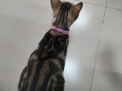 -蒂蒂香達濠魚丸