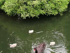 -长白岛森林公园