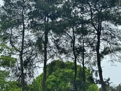 -铁山坪森林公园