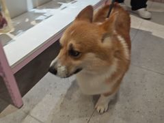 -FAELING PETS美天灵宠物(富力广场店)