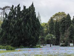 -上海滨江森林公园
