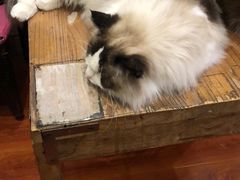 -猫小院猫主题咖啡厅(北锣店)