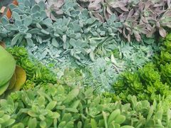 -木王宴语·野生鲜菌火锅(玉河店)