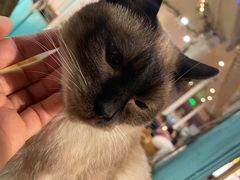 -猫小院猫主题咖啡厅(北锣店)