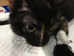 -爱侣宠医·鹦鹉专科·小型哺乳类·异宠专科(灵石路店)