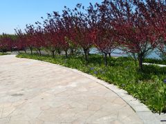 -天津东丽湖风景区