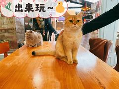 -猫小院猫主题餐厅(三里屯店)