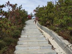 -五龙城郊森林公园