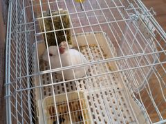-猫猫幼稚园·撸猫·桌游·电玩