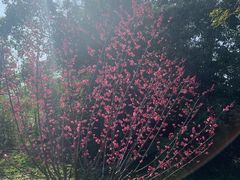 -菊花台公园
