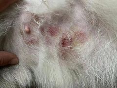 -爱侣宠医·鹦鹉专科·小型哺乳类·异宠专科(灵石路店)