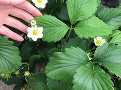 -青浦采草莓天天草莓园